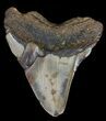Bargain, Megalodon Tooth - North Carolina #54794-2
